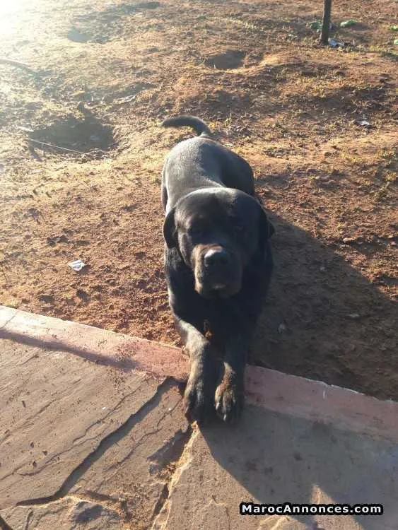 Cane corso pure race - الدار البيضاء