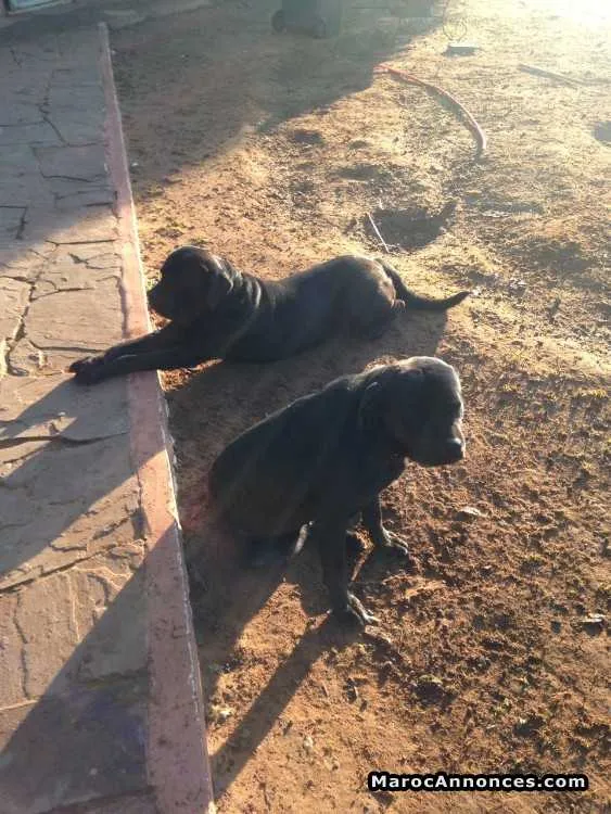 Cane corso pure race - الدار البيضاء (3)