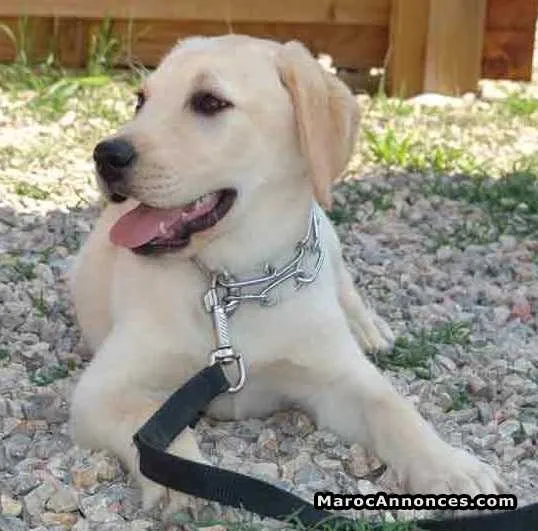 Jeune femelle labrador à vendre - الدار البيضاء