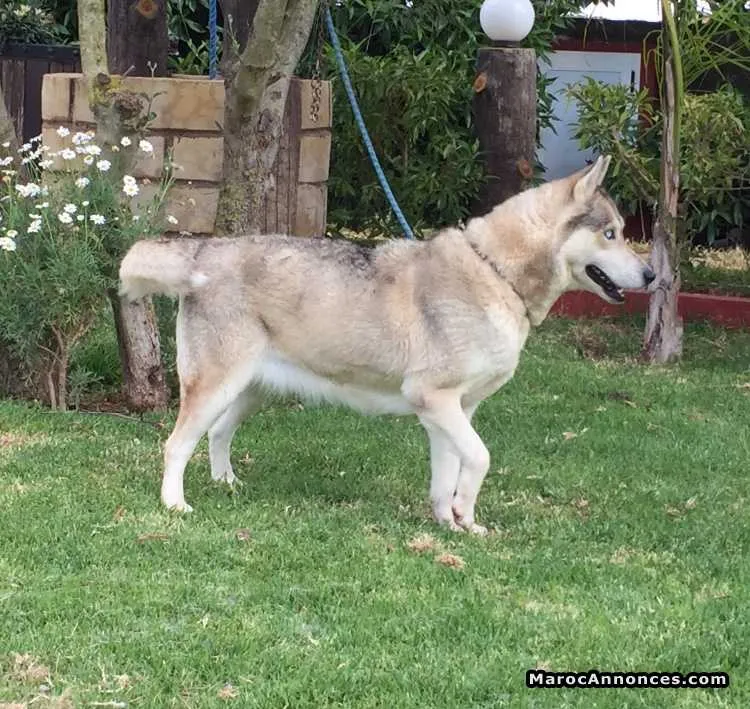 Femelle husky - بوسكورة (3)