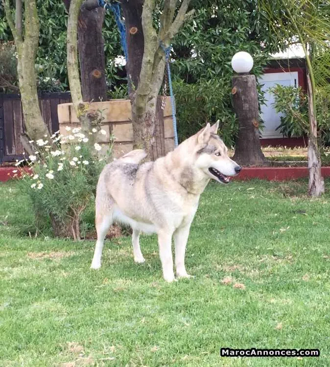 Femelle husky - بوسكورة (2)