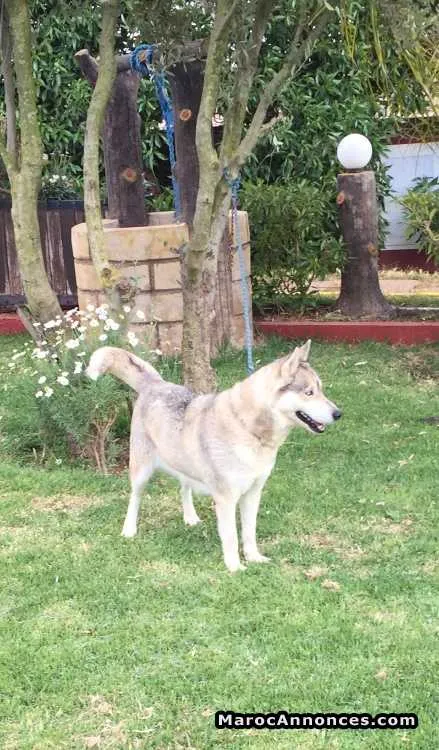 Femelle husky - بوسكورة