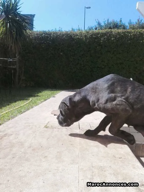 Chiots cane corso - القنيطرة (3)