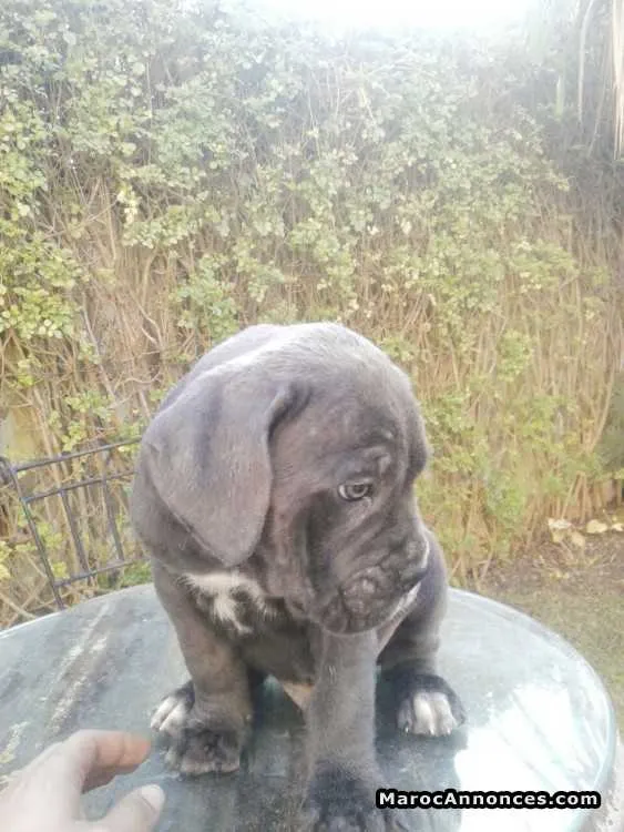 Chiots cane corso - القنيطرة