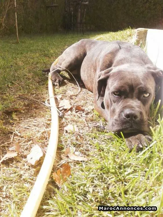 Chiots cane corso - القنيطرة (2)