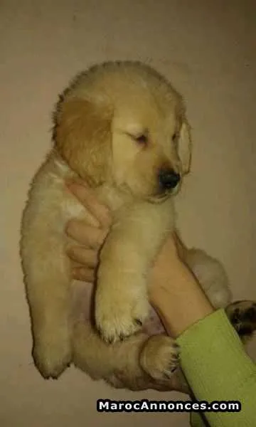 Chiots golden retreiver pure race - الدار البيضاء