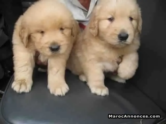 Chiots golden retreiver pure race - الدار البيضاء (3)