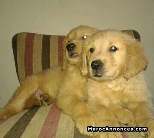 Chiots golden retreiver pure race - الدار البيضاء (2)