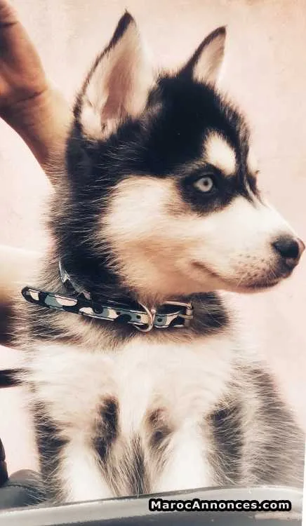 Chiot husky race pure à vendre - الرباط