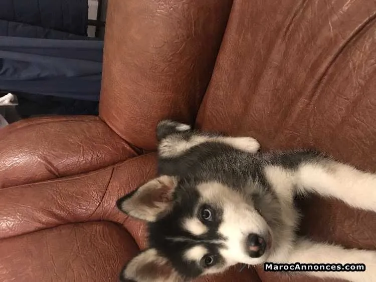Chiot husky race pure à vendre - الرباط (3)