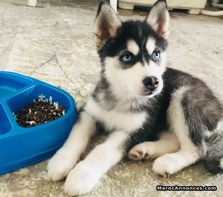 Chiot husky race pure à vendre - الرباط (2)