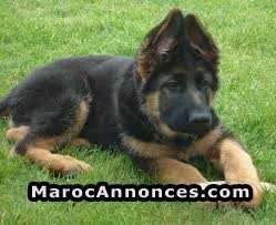 Chiot berger allmend - الدار البيضاء