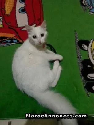 Chat angora - الدار البيضاء