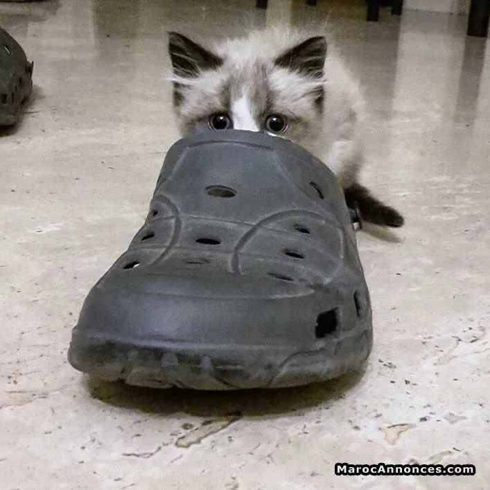 Chaton sacré de birmanie avec accessoires - الدار البيضاء (2)