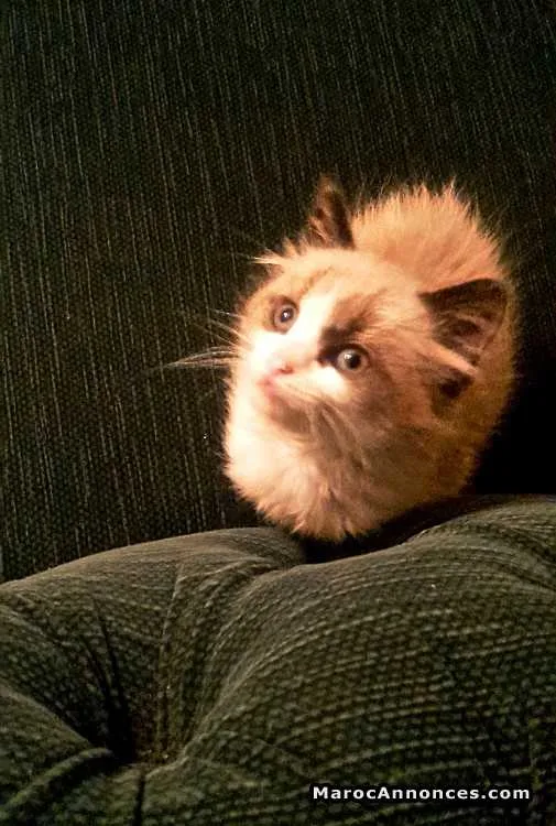 Chaton sacré de birmanie avec accessoires - الدار البيضاء
