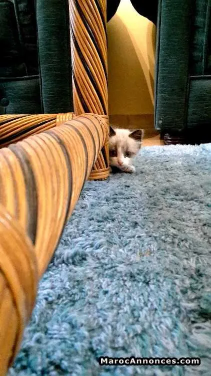 Chaton sacré de birmanie avec accessoires - الدار البيضاء (3)