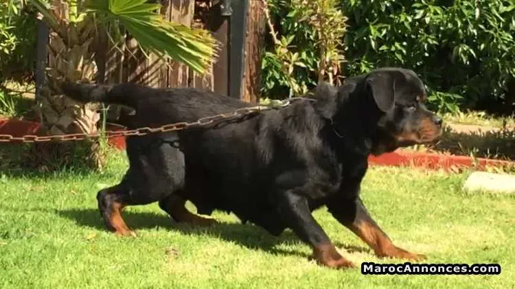 Femelle rottweiler - الدار البيضاء