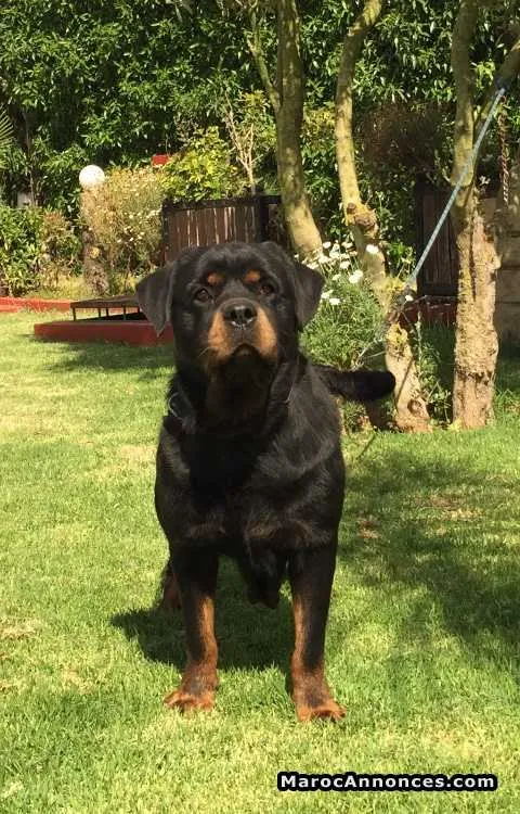 Femelle rottweiler - الدار البيضاء (3)