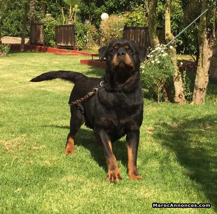 Femelle rottweiler - الدار البيضاء (2)