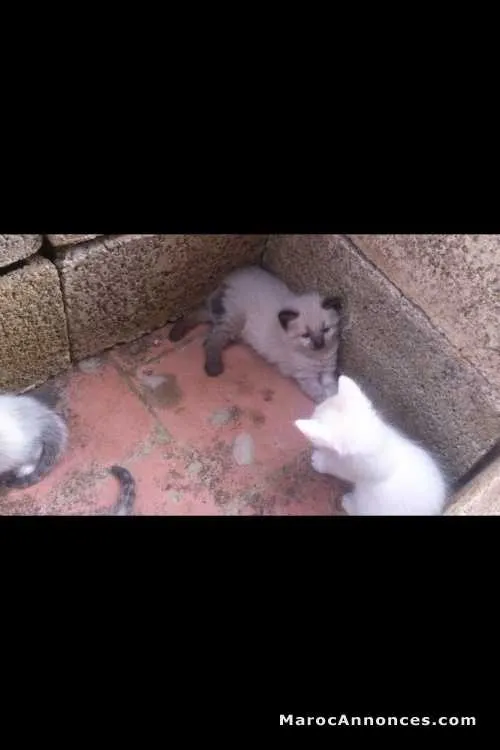 Chaton angora et himalayen - الدار البيضاء