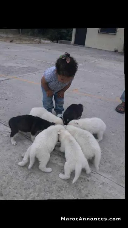 Chien husky à vendre - الدار البيضاء (3)
