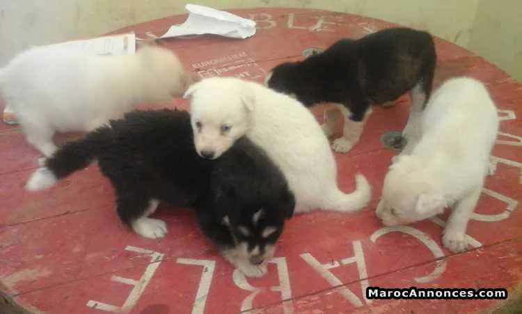 Chien husky à vendre - الدار البيضاء (2)