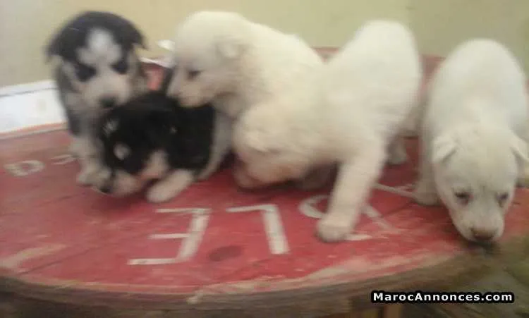 Chien husky à vendre - الدار البيضاء