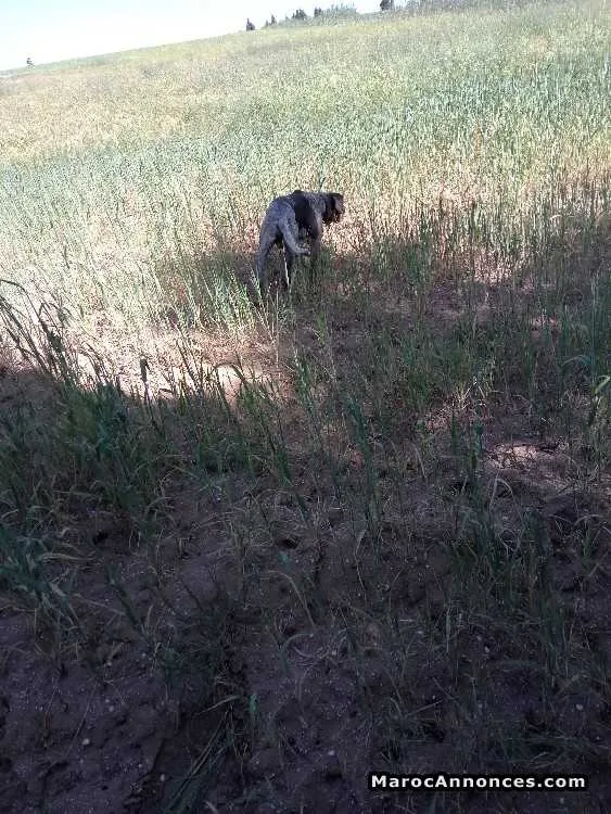 Chien chasse à vendre - أكادير