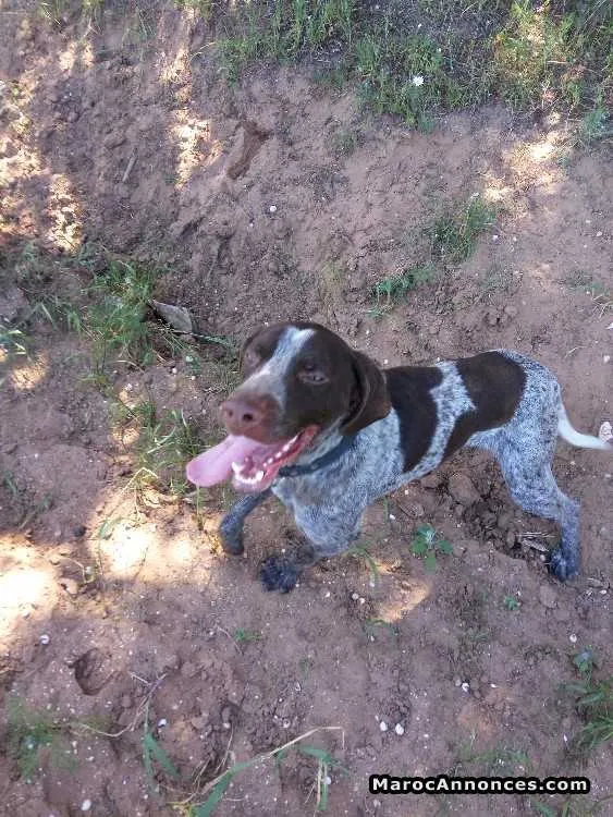 Chien chasse à vendre - أكادير (3)