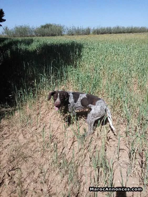 Chien chasse à vendre - أكادير (2)