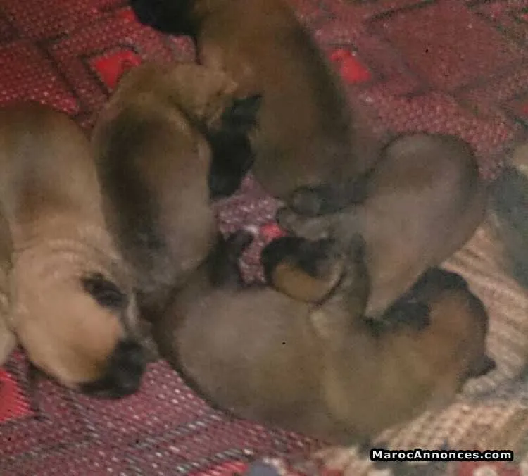 Chiots malinois pur race - الدار البيضاء (2)