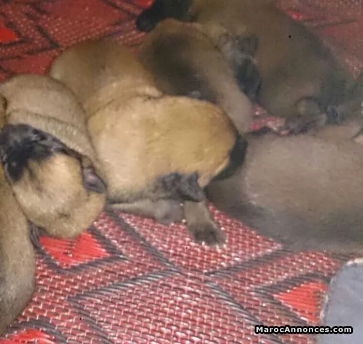 Chiots malinois pur race - الدار البيضاء
