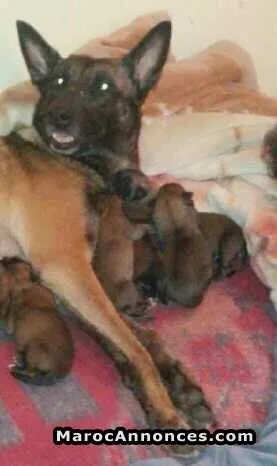 Chiots malinois pur race - الدار البيضاء (3)