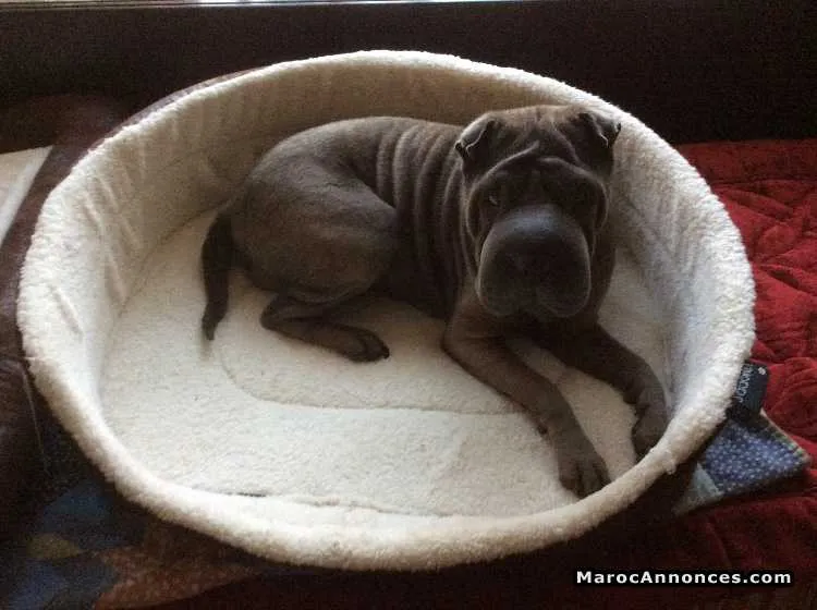 Shar pei femelle - بن سليمان