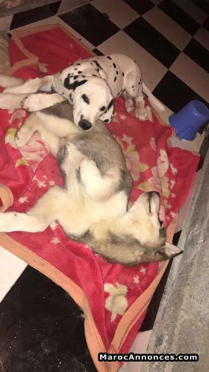 Husky chiot - مراكش