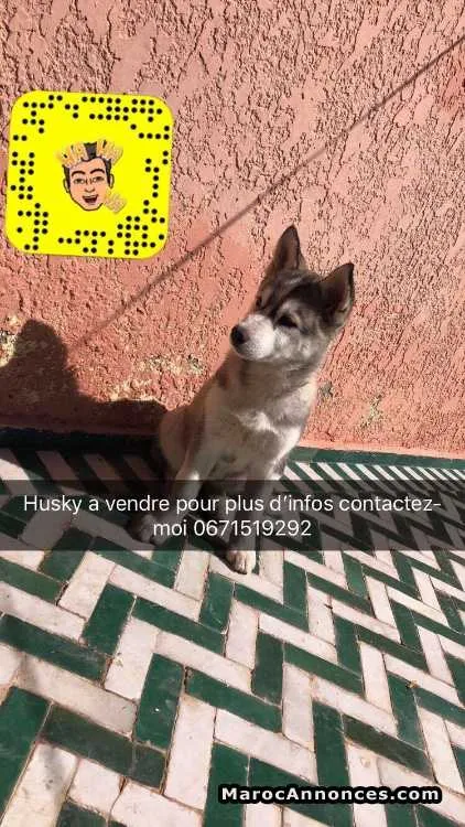 Husky chiot - مراكش (2)
