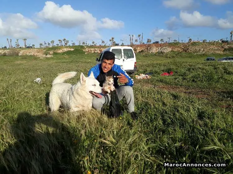 Chiots husky marron - الرباط (2)