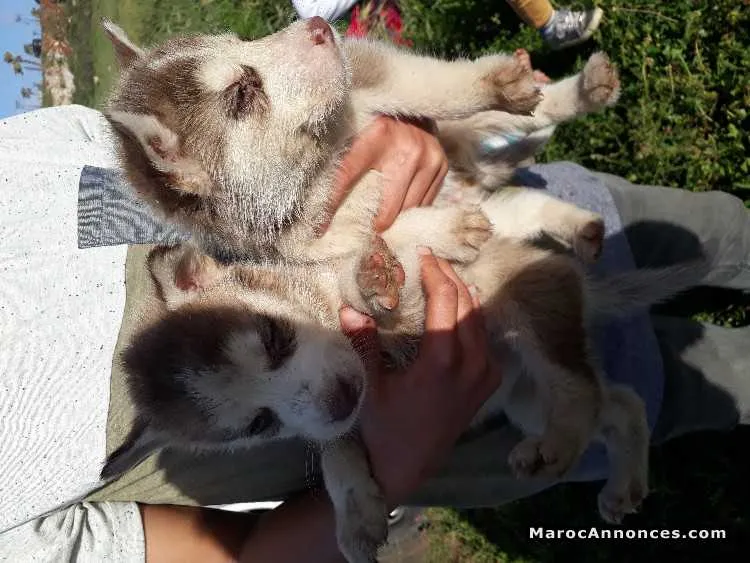Chiots husky marron - الرباط (3)