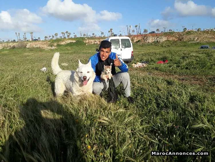 Chiots husky marron - الرباط