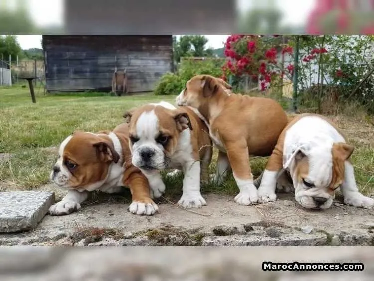 Chiots type bouledogue anglais - القنيطرة