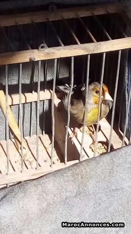 Mulet oiseau - المحمدية (3)
