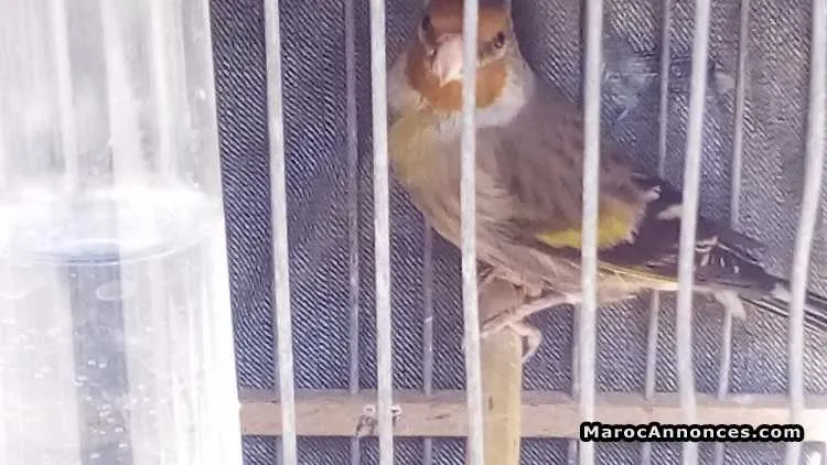 Mulet oiseau - المحمدية