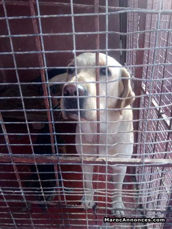 Chien labrador sablè bien dressè - الرباط