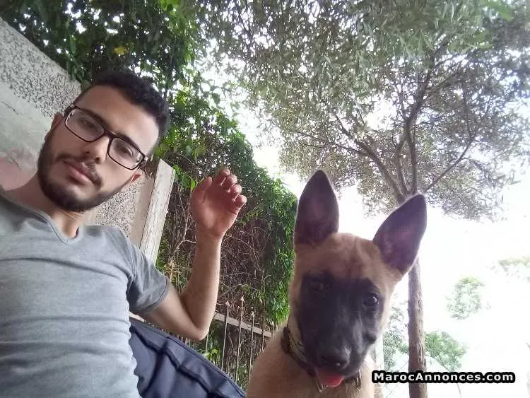 Malinois - الدار البيضاء (2)