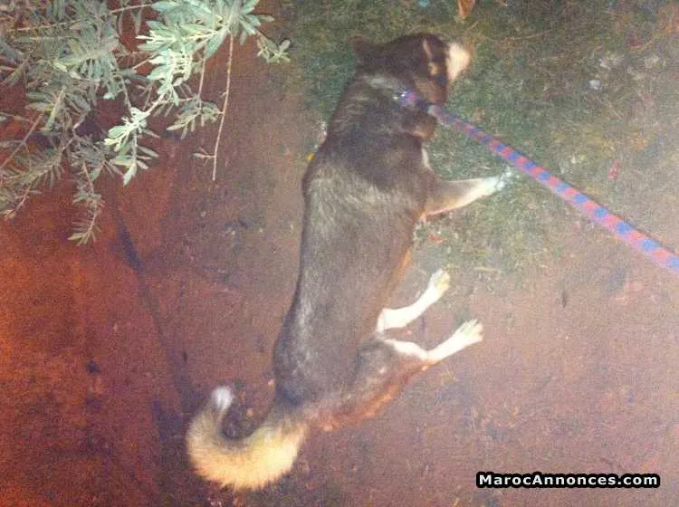 Chiots husky yeux bleu - مراكش (3)