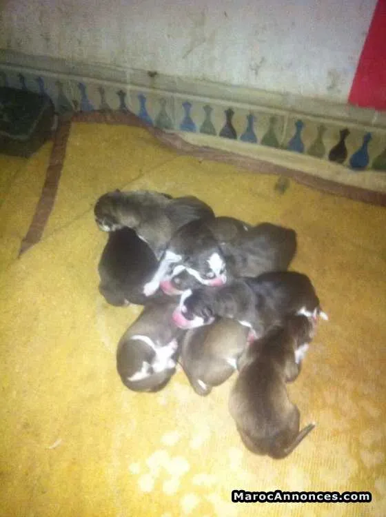 Chiots husky yeux bleu - مراكش (2)