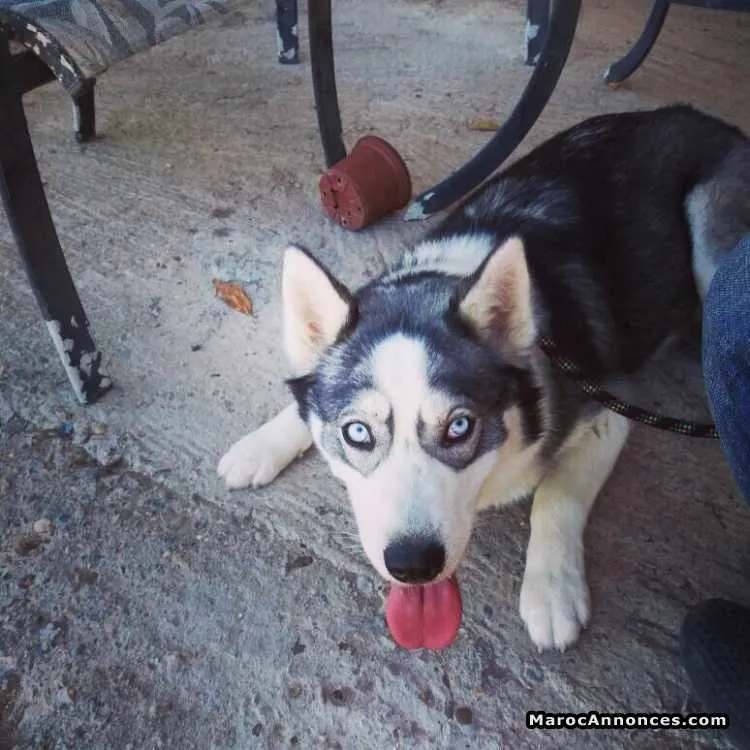 Chiots husky yeux bleu - مراكش