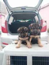 Chiots berger allemand - الرباط (2)