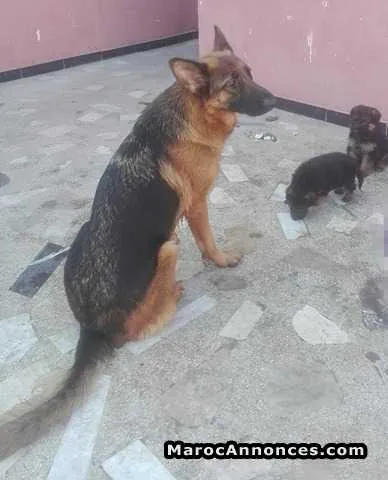 Chiots berger allemand - الرباط