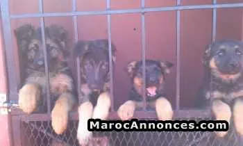 Chiots berger allemand - الرباط (3)